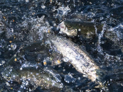 Baby Chinook salmon are seen fighting for fish food in a pool at the Nimbus Fish Hatchery in Gold River, California, on Sunday, November 17, 2019.