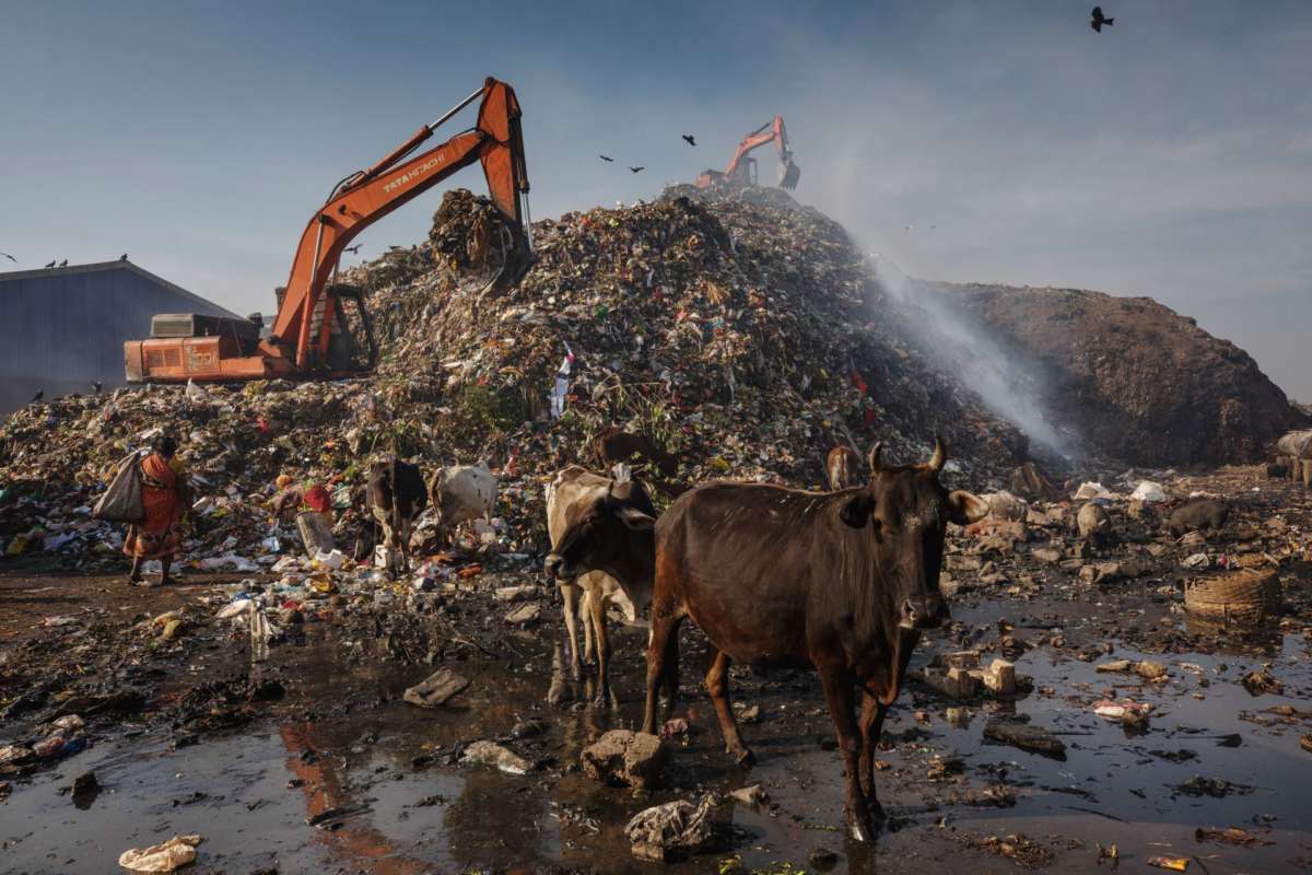 Methane emissions from waste dumping site with cows in India