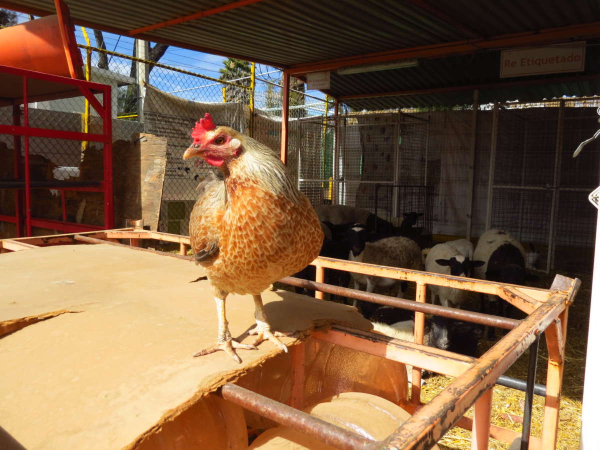 A chicken and sheep in part of the former Bonafont plant, with old Bonafont water bottles used as fencing.