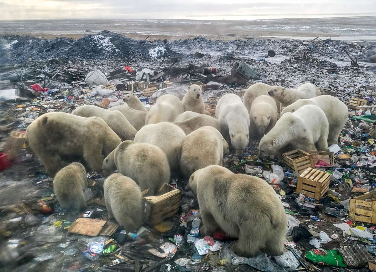 Polar bears feed in Russian village landfill