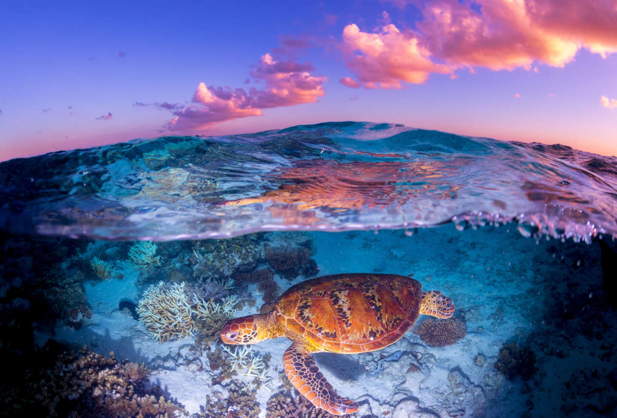 Sea turtle and coral pictured beneath sea water