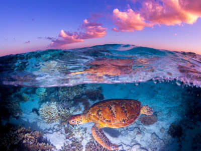 Sea turtle and coral pictured beneath sea water