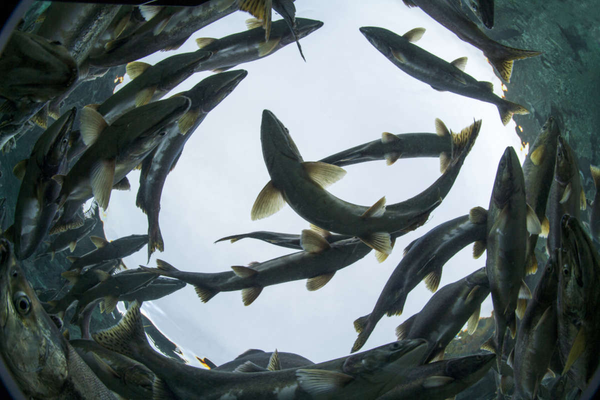 A school of Pink Salmon circles while spawning near Kinak Bay in Katmai National Park, Alaska.