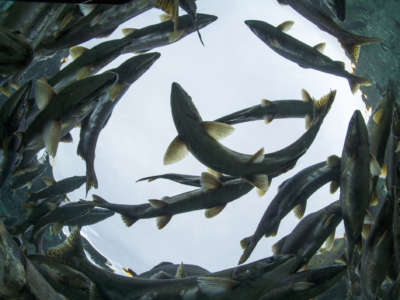 A school of Pink Salmon circles while spawning near Kinak Bay in Katmai National Park, Alaska.