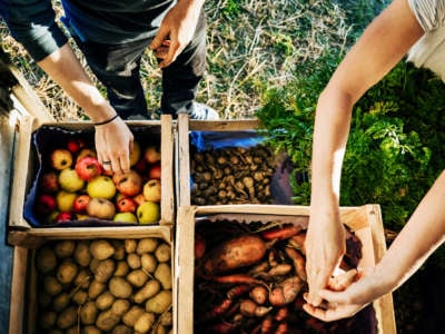 People sorting through locally grown fruits and vegetables