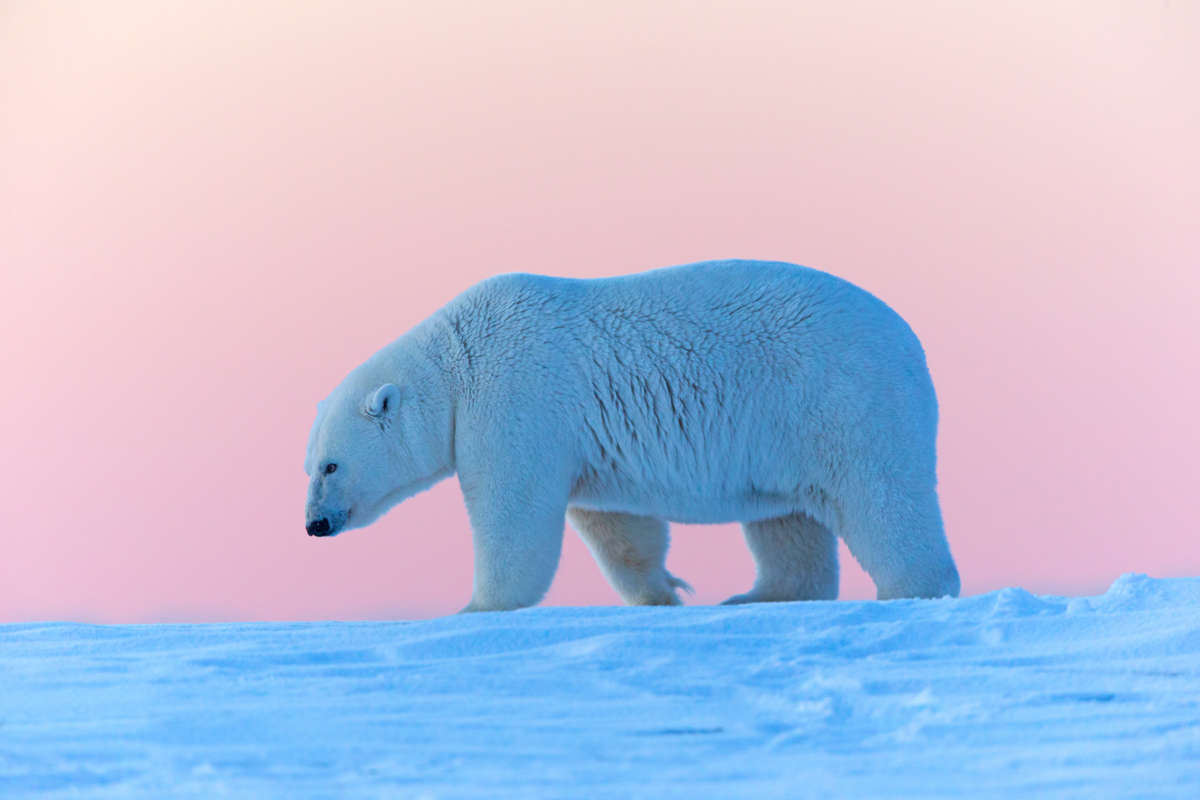A polar bear walks along a snowy bank against the sunrise