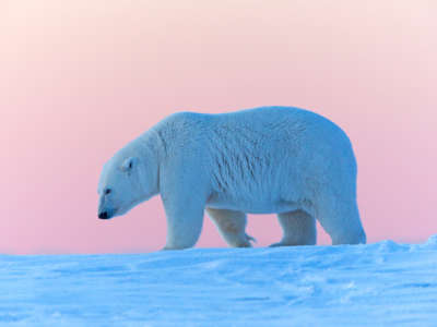 A polar bear walks along a snowy bank against the sunrise