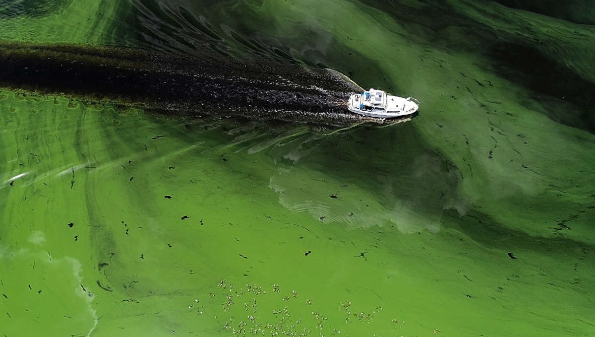 A boat sails through a deepening algae bloom across the Caloosahatchee River on June 27, 2018, in Labelle, Florida.