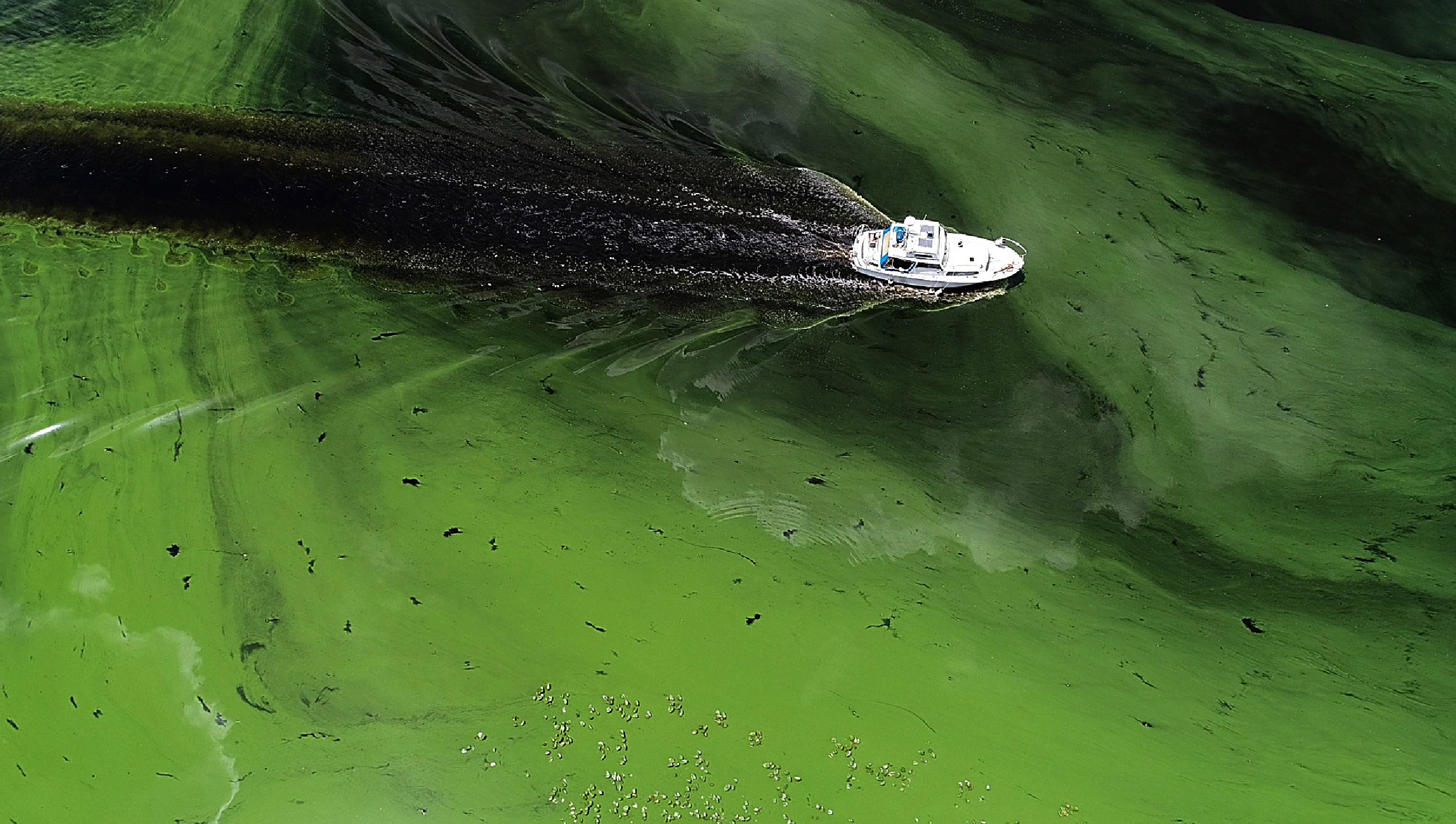 New Jersey faces intense harmful algal bloom season