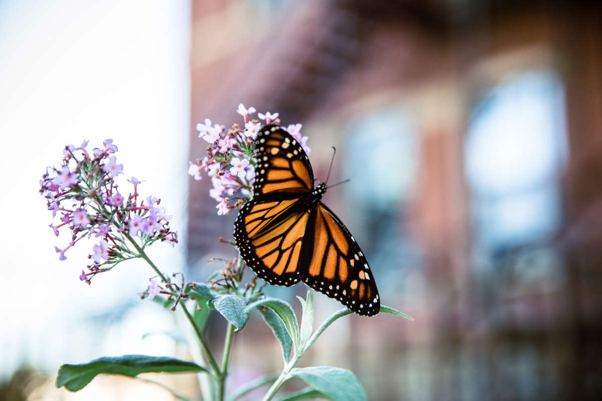 A monarch butterfly on a flower in front of an out-of-focus building, photographed in Ohio.