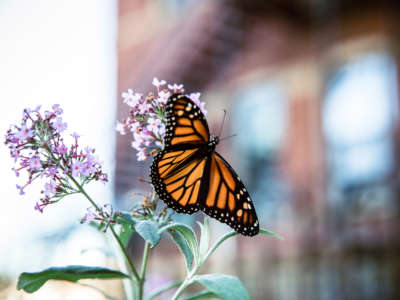 A monarch butterfly on a flower in front of an out-of-focus building, photographed in Ohio.