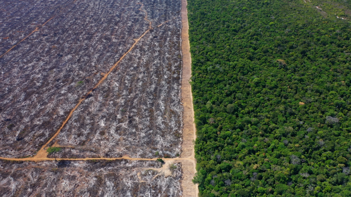 Burnt forest by standing native forest.