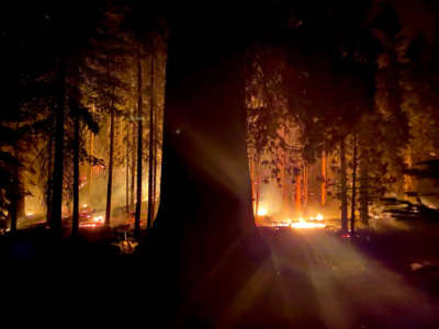 A giant sequoia in California’s KNP Complex Fire in 2021.