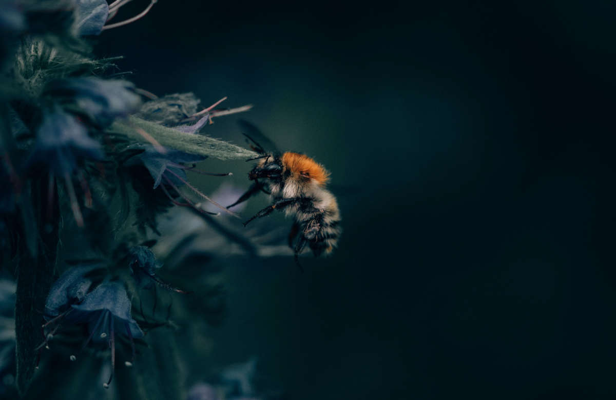 A bumblebee flies over a dark backdrop