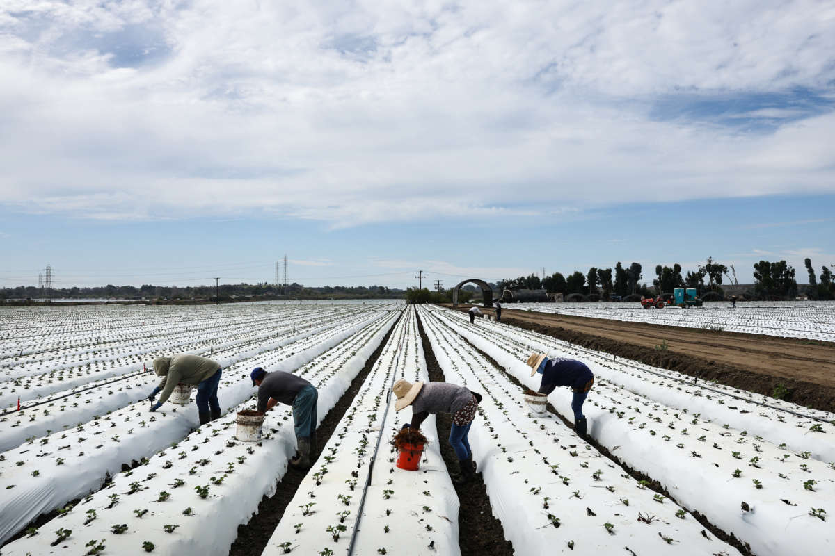 Farmworkers labor in a strawberry field amid drought conditions on August 5, 2022, near Ventura, California.