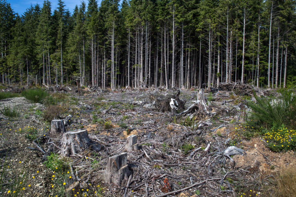 The remnants of recent Queets Rain Forest clear cut harvesting operations in the Olympic National Forest, viewed on September 12, 2021, near Quinault, Washington.
