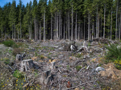The remnants of recent Queets Rain Forest clear cut harvesting operations in the Olympic National Forest, viewed on September 12, 2021, near Quinault, Washington.