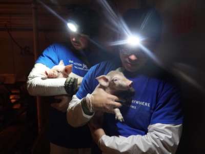 Jury Acquits Animal Rights Activists Who Saved Piglets at Utah Factory Farm