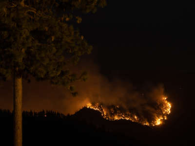 A tree is seen in the foreground as the nighttime horizon beyond it is consumed in flame