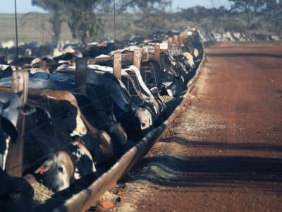 Bulls feed from a trough at a cattle feed lot in the Amazon on June 28, 2017, near Chupinguaia, Rondônia state, Brazil.