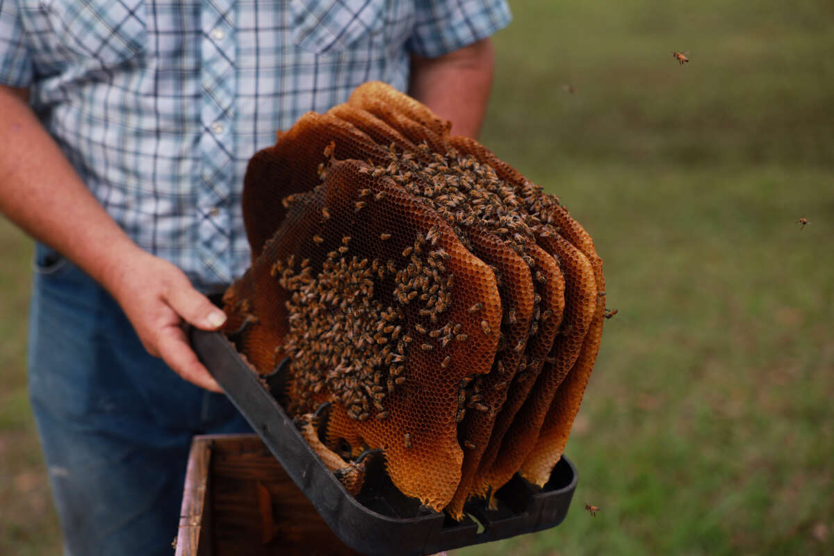 A farmer holds out a tray with five vertical rows of bee-encrusted honeycomb