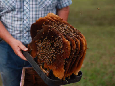 A farmer holds out a tray with five vertical rows of bee-encrusted honeycomb