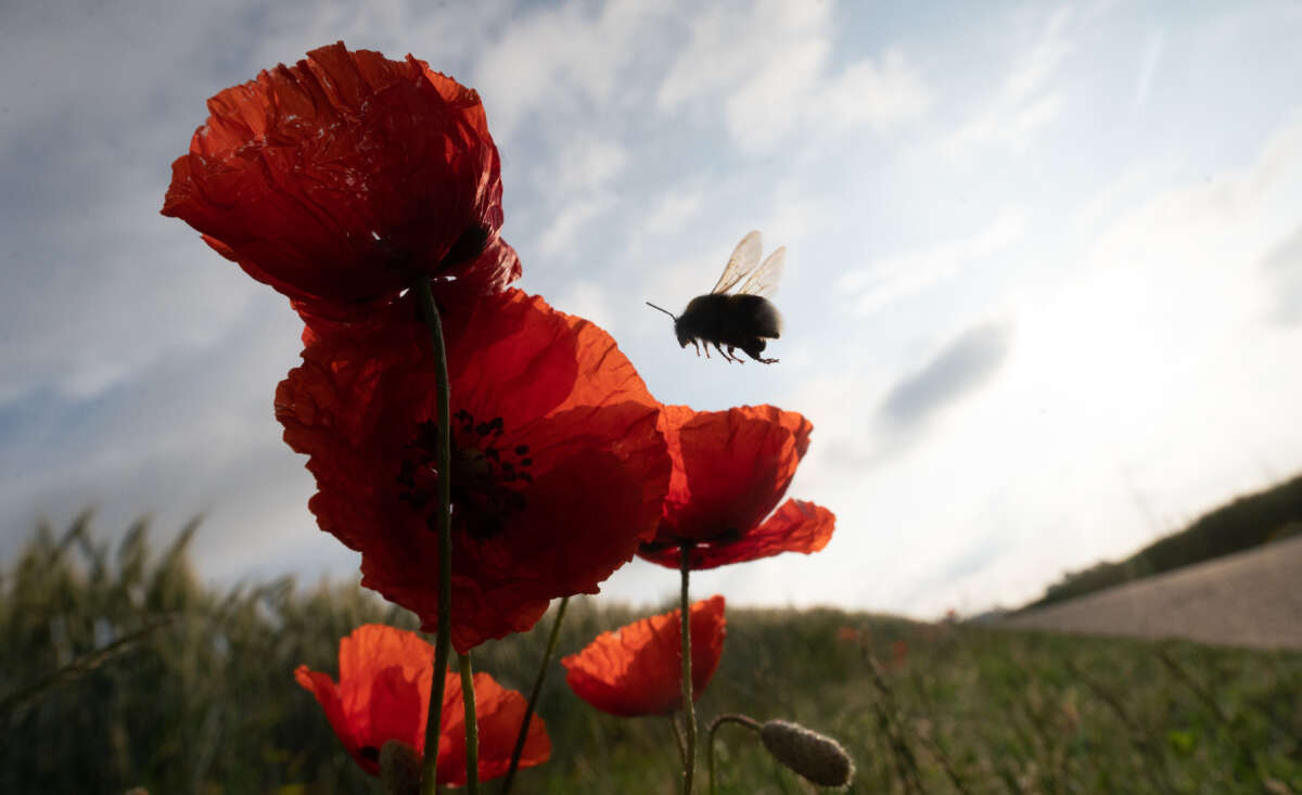 A bumblebee flies to a row of poppies illuminated by the morning sun on June 6, 2022, in Hessen, Germany.