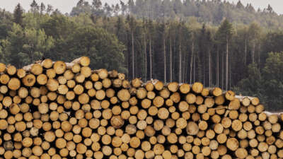 A log pile is pictured on August 19, 2022 in Grosskunitz, Germany.