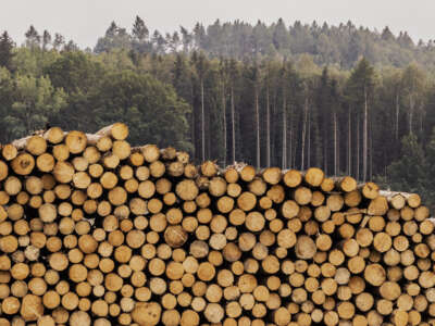 A log pile is pictured on August 19, 2022 in Grosskunitz, Germany.