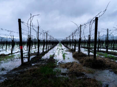 rows of dead grapevines stand in a flooded vineyard