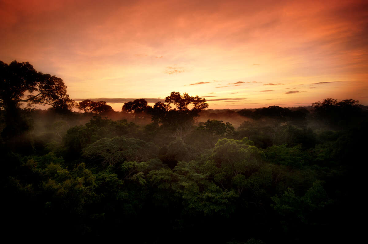 Peruvian rainforest at dawn