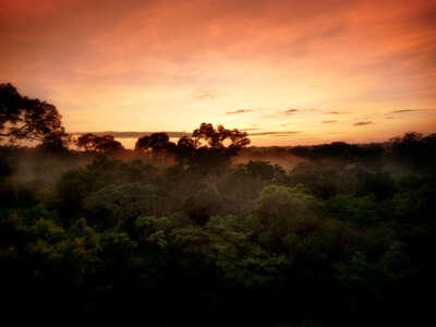 Peruvian rainforest at dawn