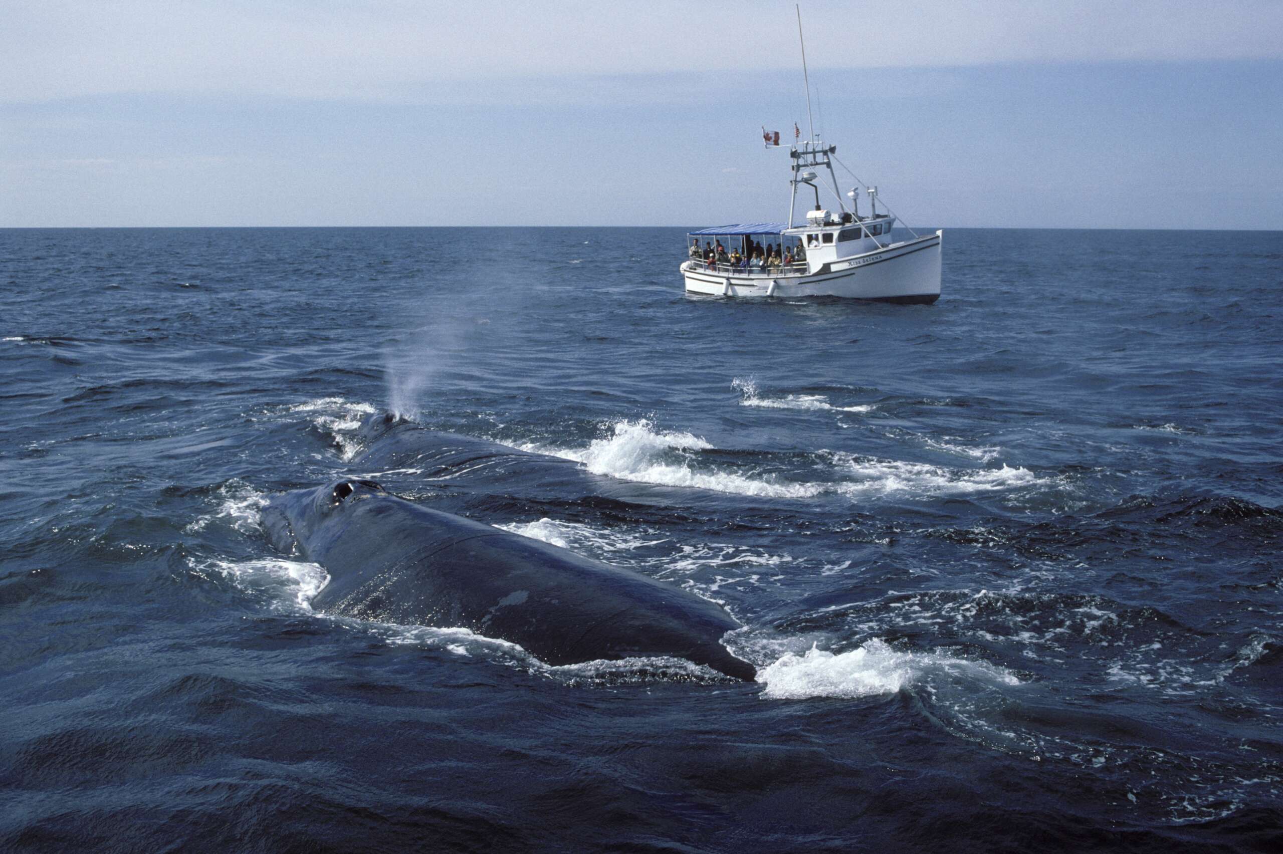 White House Refuses to Shield Endangered Right <b>Whales</b> From Lethal Vessel St...