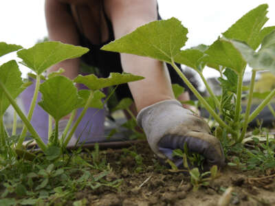 A member of the Adams County Garden Co-op picks weeds in Northglenn, Colorado on June 22, 2016.