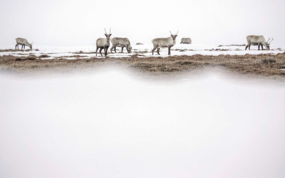 Caribou at Teshekpuk Lake in North Slope Borough, Alaska, on May 26, 2019.