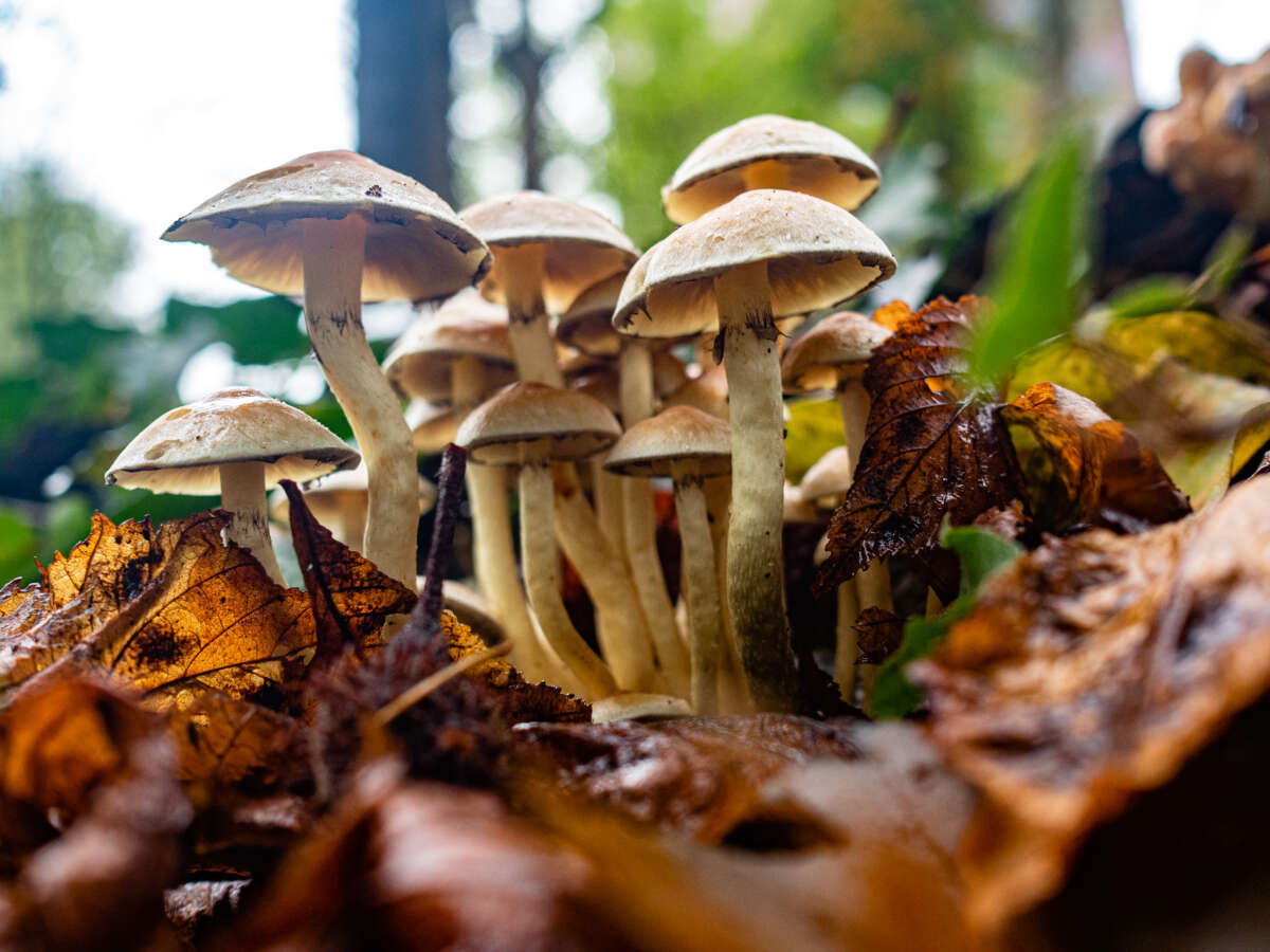 A group of mushrooms surrounded by leaves in Nijmegen, Netherlands, on October 15, 2022.