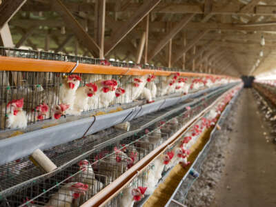 Chickens at a poultry factory