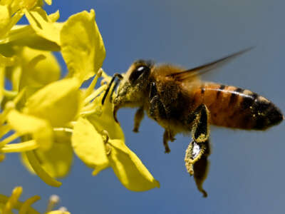 A bee pollenates a flower during a bloom of yellow wildflowers in Palos Verdes Estates, California on May 5, 2023.