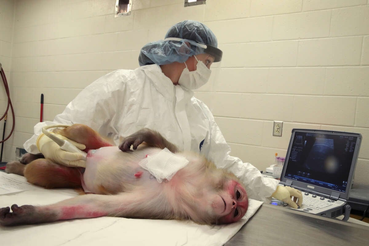 A researcher at the Wisconsin National Primate Research Center (WNPRC) at the University of Wisconsin-Madison, performs an ultrasound on a pregnant rhesus macaque monkey infected with the Zika virus on June 28, 2016 in Madison, Wisconsin.