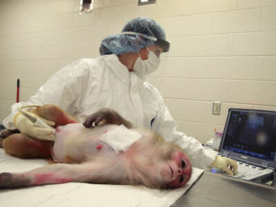 A researcher at the Wisconsin National Primate Research Center (WNPRC) at the University of Wisconsin-Madison, performs an ultrasound on a pregnant rhesus macaque monkey infected with the Zika virus on June 28, 2016 in Madison, Wisconsin.