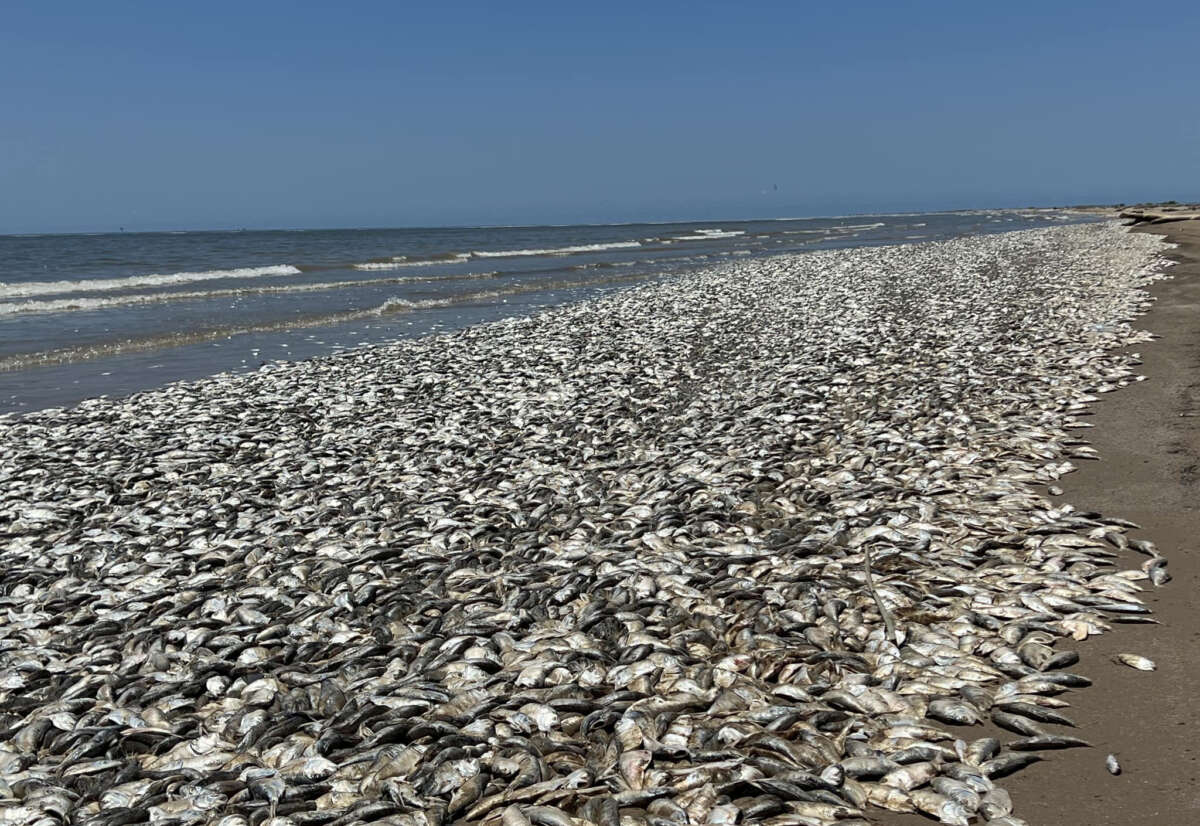 Thousands of fish have wash up dead along the gulf coast of Texas in Quintana Beach, on June 11, 2023.