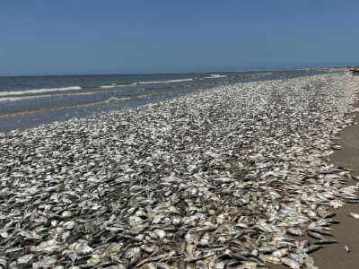 Thousands of fish have wash up dead along the gulf coast of Texas in Quintana Beach, on June 11, 2023.