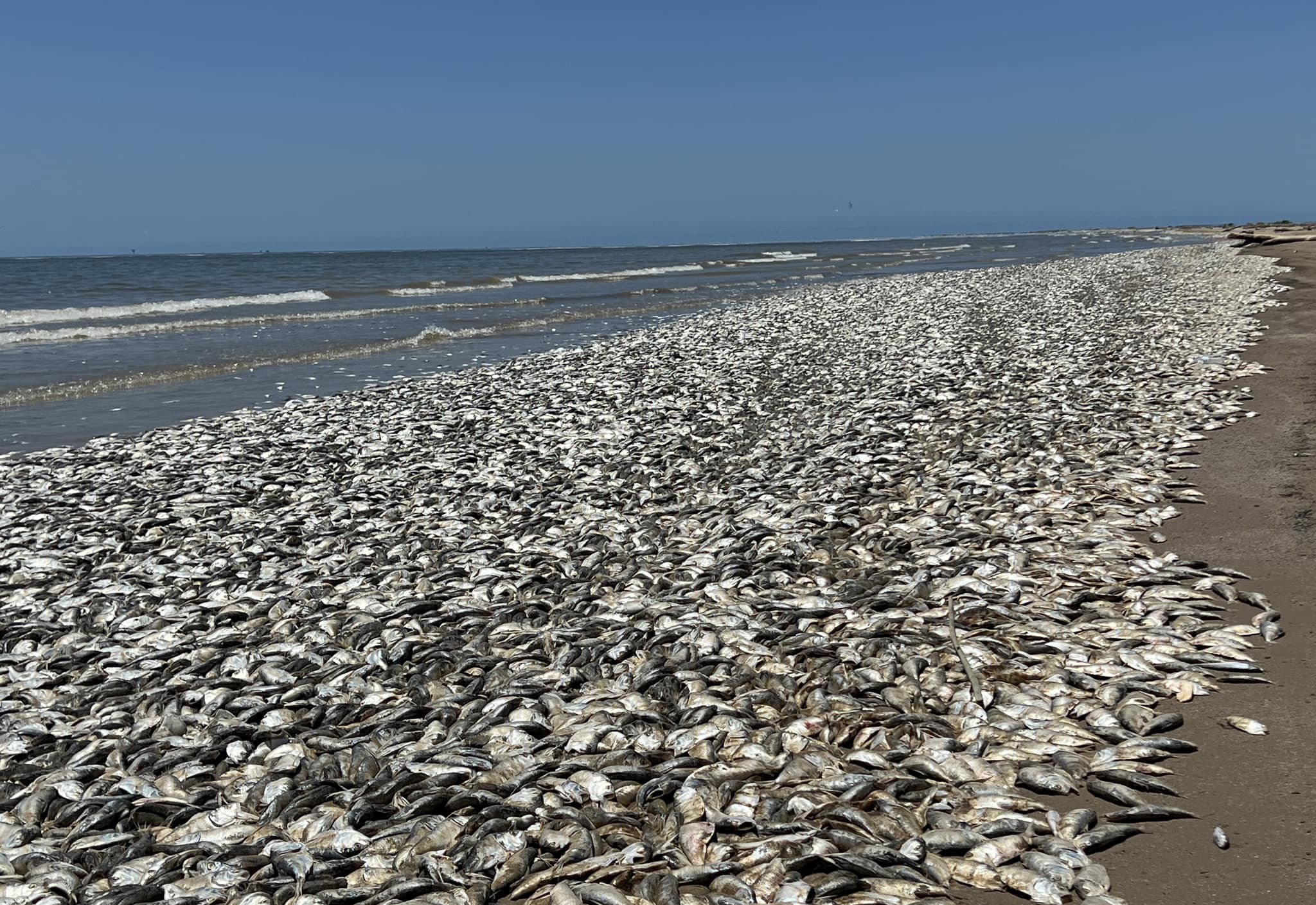 Massive starfish washes up on Texas shore. How big is it