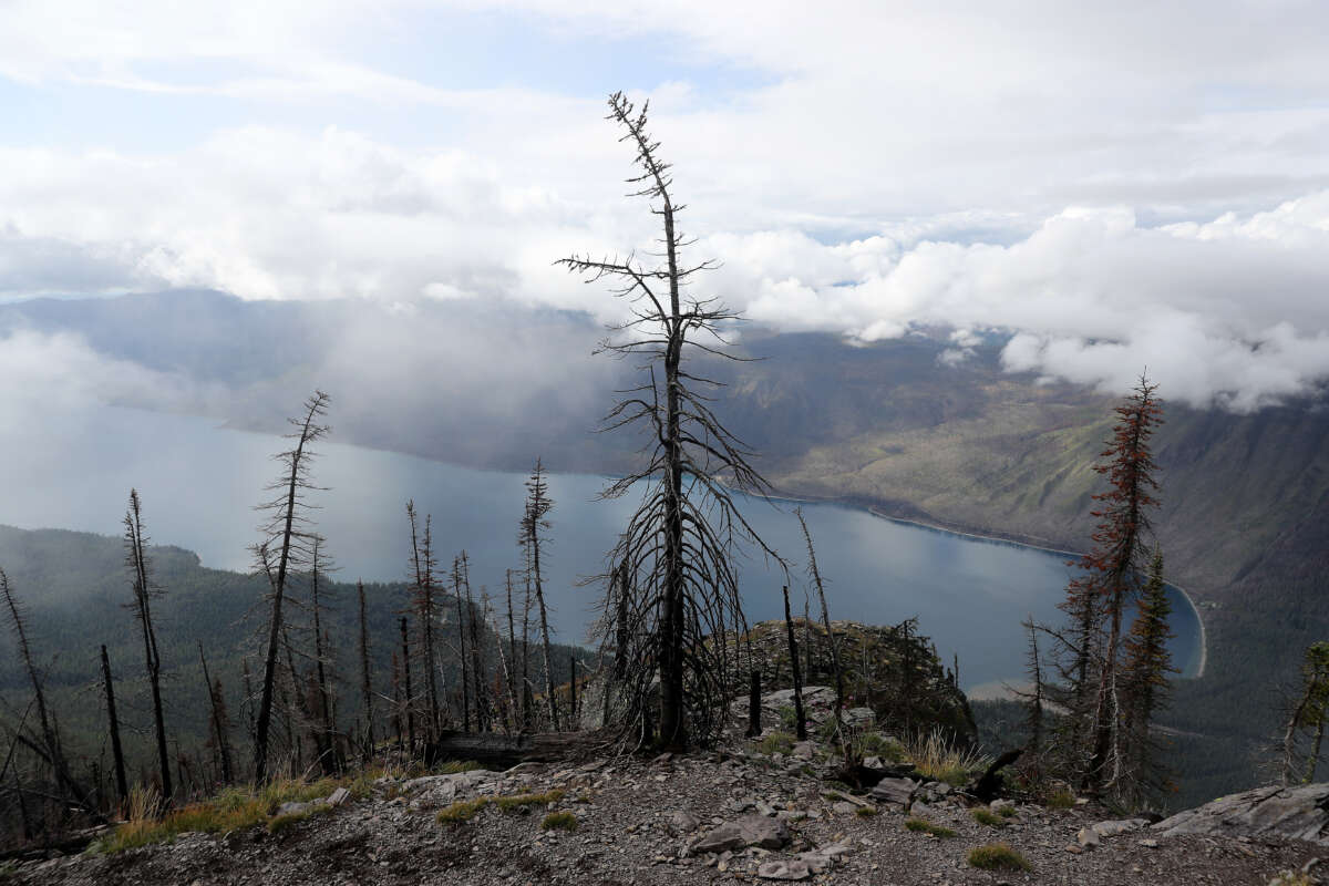 Trees burned by the 2017 Sprague Creek Fire stand along the steep Mount Brown Lookout Trail on September 17, 2019 in Glacier National Park, Montana.