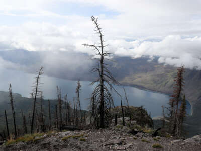 Trees burned by the 2017 Sprague Creek Fire stand along the steep Mount Brown Lookout Trail on September 17, 2019 in Glacier National Park, Montana.