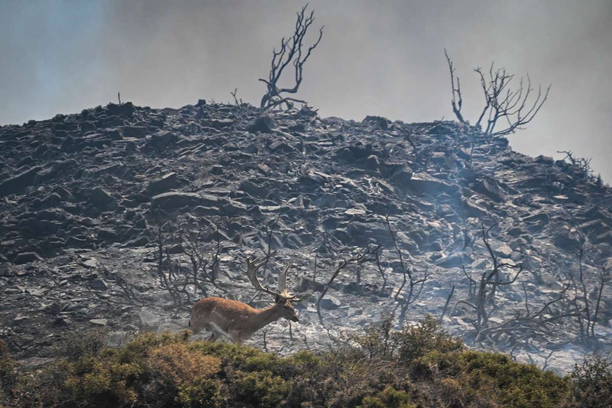 A deer runs with smoke in the background during a fire between the villages of Kiotari and Gennadi, on the Greek island of Rhodes on July 24, 2023.