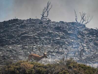 A deer runs with smoke in the background during a fire between the villages of Kiotari and Gennadi, on the Greek island of Rhodes on July 24, 2023.