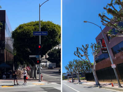 Trees outside of Universal Studios in Los Angeles, California, are pictured on the left on July 14 before they were cut back, as seen in the photo on the right from July 18.