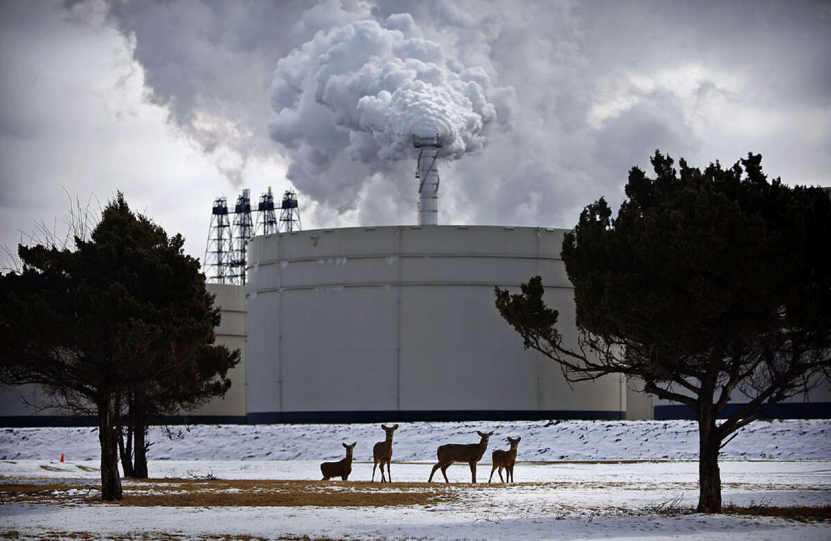 Deer graze inside the gates of the ExxonMobil Joliet refinery on the Des Plaines River. The refinery exceeded its permitted levels of pollution 40 times between 2019 and 2021, federal records show.