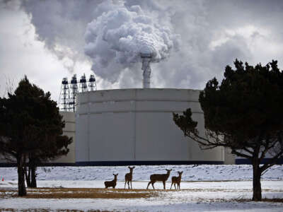 Deer graze inside the gates of the ExxonMobil Joliet refinery on the Des Plaines River. The refinery exceeded its permitted levels of pollution 40 times between 2019 and 2021, federal records show.